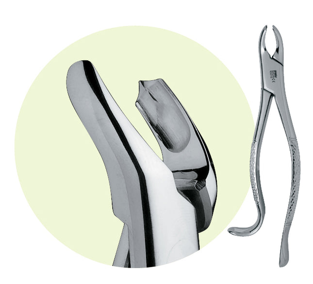 Premier #18R Maxillary Forceps, for 1st and 2nd Molars