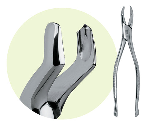 Premier #53R Maxillary Forceps, for 1st and 2nd Molars