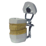 Magnet X Model System | SurgiMac Dental Supply