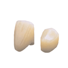 House Brand #41 1St Bicuspid Polycarbonate Crown Form, Box Of 5 Crown Forms | SurgiMac Dental Supply