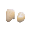 House Brand #28 Upper Left Lateral Polycarbonate Crown Form, Box of 5 Crown